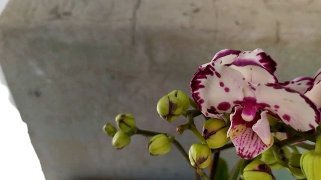 Новые орхидеи. Орхидея Yuka, орхидея Yellow tiger, орхидея Зигопеталум. Новинки коллекции орхидей. смотреть онлайн