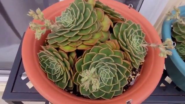 Flores De Suculenta Graptopetalum bellum, Tacitus Bellus, Suculenta Chihuahua. смотреть онлайн