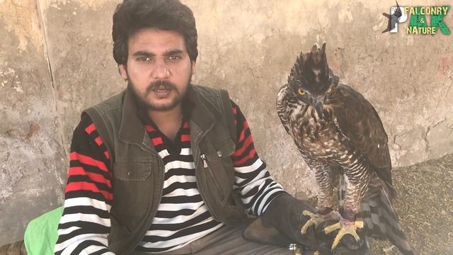 Special Eagle | Rare Video | Hawk Eagle | Kala Baz смотреть онлайн