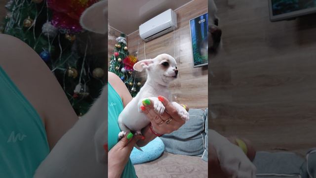 Мультик Елисеевич продажа чихуахуа питомник Кастропуло Крым+79787458062 viber WhatsApp telegram смотреть онлайн