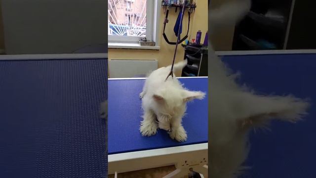 Саймон, почти 4 месяца 💪 #вест #grooming #зоосалон #москва #like #Петнишко #щенок #стрижкасобак #do смотреть онлайн