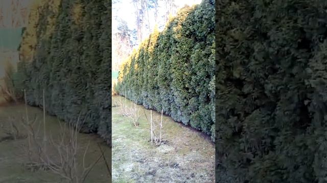 Як і чим обробляти туї, самшити, ялинки, щоб були гарними смотреть онлайн