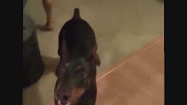 Доберман собирается на дачу смотреть онлайн