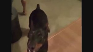 Доберман собирается на дачу