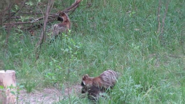 Семья енотовидных собак возле солонца. смотреть онлайн
