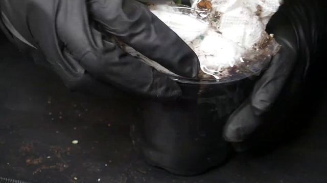 UNBOXING RARE PHILODENDRON PASTAZANUM FROM WILDEARTHA AND QUICK REPOTTING смотреть онлайн