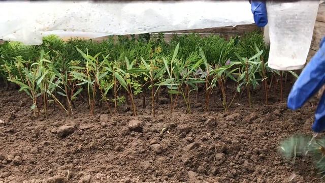 Часть 1 Укоренение зелёных черенков хвойных растений. Мой эксперимент  Пихта корейская и Ель голуба