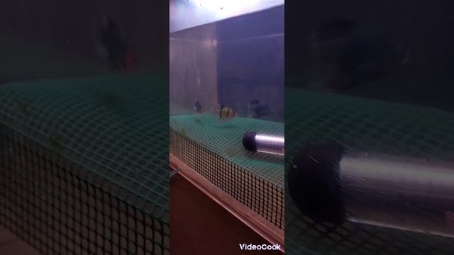 Дождался естественного нереста.Вуалевого барбуса гло. смотреть онлайн