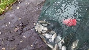 Ловля живца (карась, ротан, пескарь) на раколовку зонтик 8 входов. Первый опыт. Октябрь 2023 года.