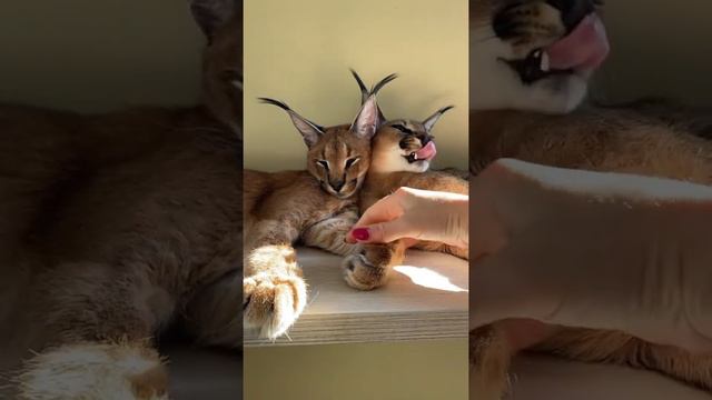 Милые котята Каракала смотреть онлайн