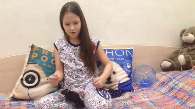 Факты о моих любимых домашних животных !!!Сэм и Лётчик !! Два брата акробата!!! смотреть онлайн