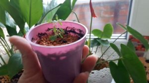 Диатомит / Мошки в комнатных растениях / Избавляемся от мошкары