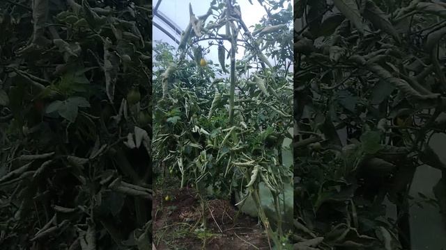 #shorts ЗАЕВ ЮРИЙ, ТОМАТЫ сорт МЕДОВАЯ КАПЛЯ урожай 2022 года/ЗАЕВ ЮРИЙ*СЕЛЯНИН смотреть онлайн