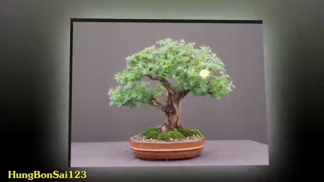 Top 10 Photo : Potentilla Flowering Bonsai trees - HungBonsai123 смотреть онлайн