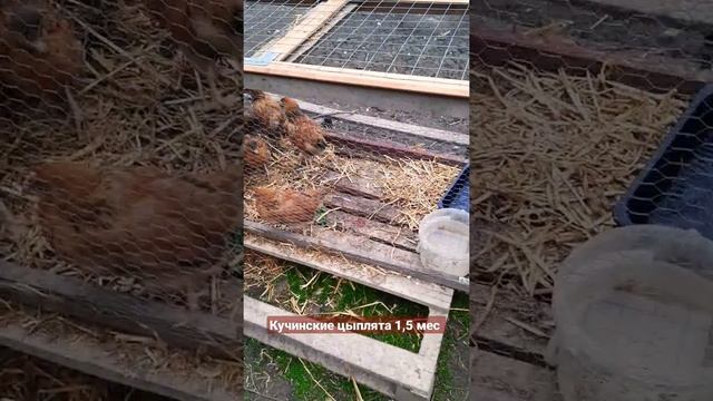 Кучинские цыплята переехали в летний выгул смотреть онлайн