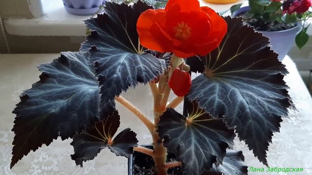 Первый бутон бегонии НОН-СТОП / Сажаю АМЕРИГИБРИД в середине августа смотреть онлайн