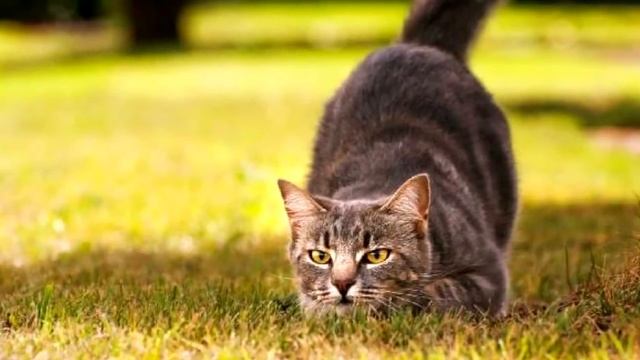 ВОТ почему нужно любить своего кота. 8 причин. смотреть онлайн