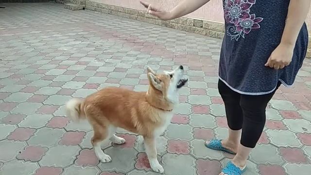 Акиту дрессируют / дрессировка щенка смотреть онлайн