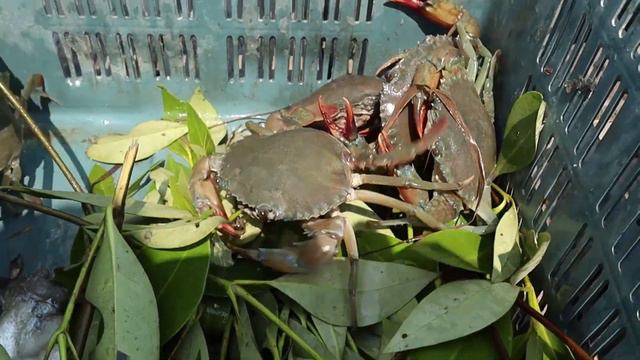 sundarban crab catching || কাঁকড়া শিকার || Matla river crab смотреть онлайн