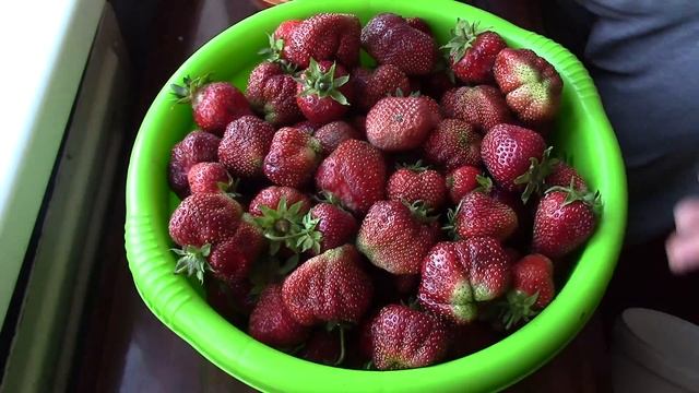 Клубника началась! Хороший СОРТ Первая Клубника! 3 ведерка ягод! смотреть онлайн