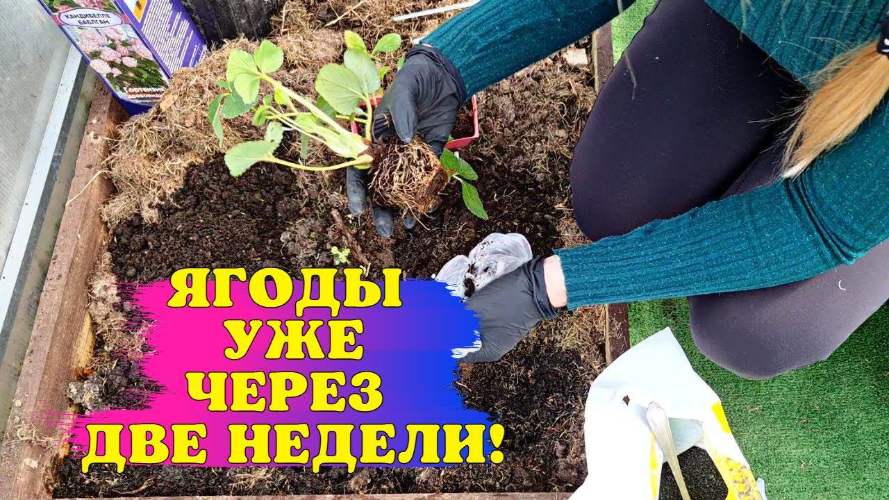 ЯГОДЫ уже ЧЕРЕЗ ДВЕ НЕДЕЛИ! НЕОБЫЧНЫЙ способ ВЫРАЩИВАНИЯ КЛУБНИКИ смотреть онлайн