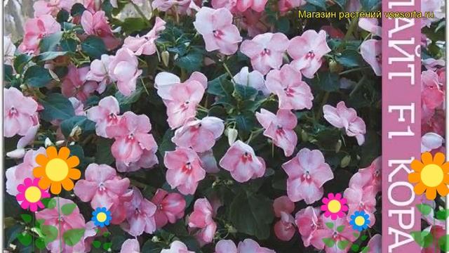 Бальзамин ампельная Хайлайт F1 Корал. Краткий обзор, описание Impatiens Highlight Coral