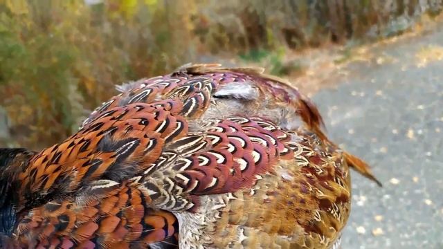 Фазан 2020 10 19 смотреть онлайн