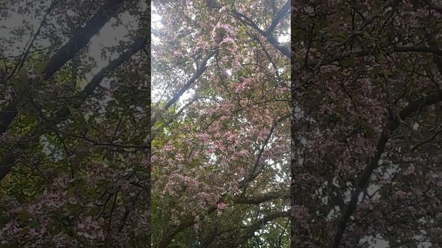 ОГО! КАК СКАЗОЧНО РАСЦВЕЛА САКУРА В МИНСКЕ! WOW! HOW FABLY SAKURA BLOOMED IN MINSK! смотреть онлайн