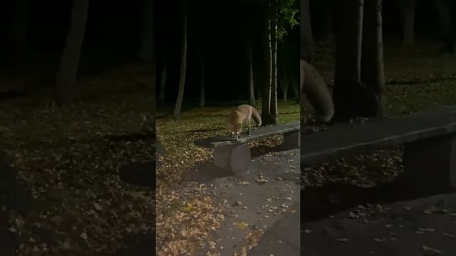 Лис в парке Победы. Черняховск смотреть онлайн