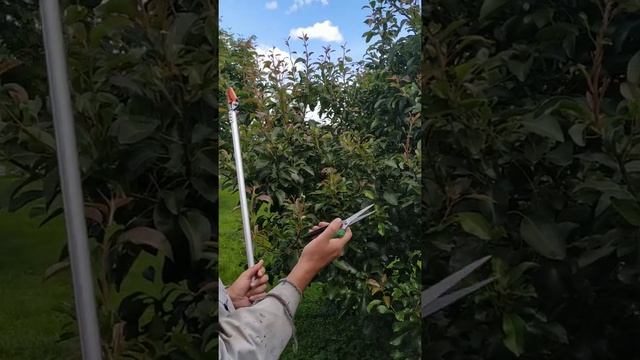 Пинцировка и прищипка на груше (часть 2) смотреть онлайн