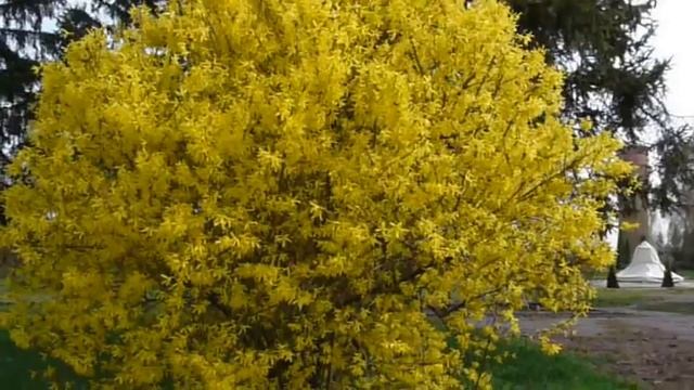 Большой цветущий куст Форзиции,(Forsythia) смотреть онлайн