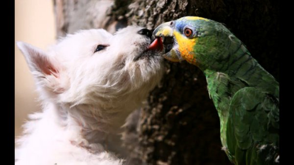 World animals and more