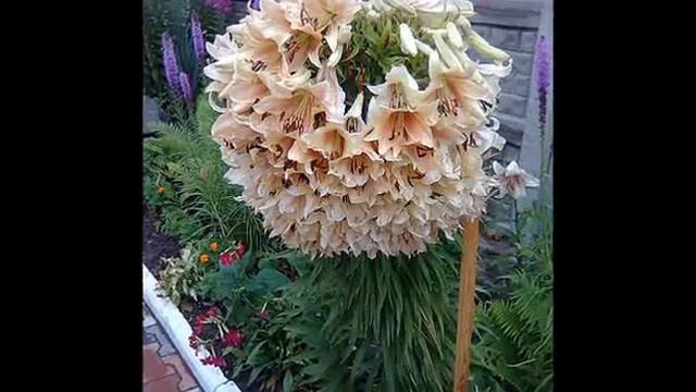 Люба Грушко смотреть онлайн