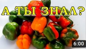 Как выбрать семена ПЕРЦА? 4 главных критерия ???