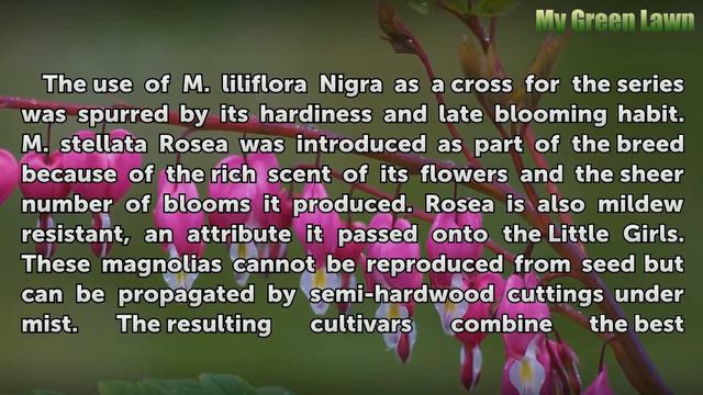 What Is a Jane Magnolia? смотреть онлайн