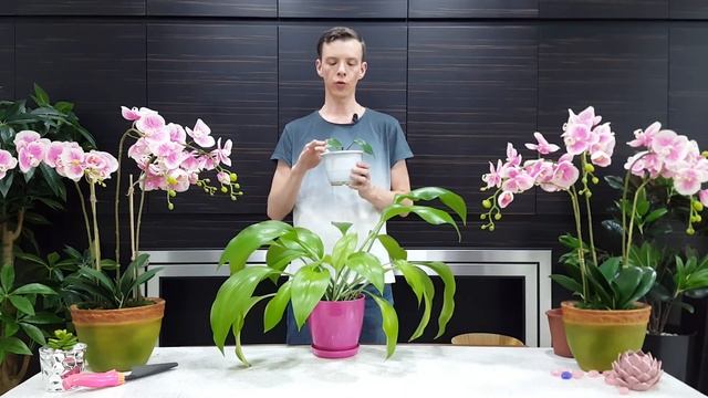 Эухарис - секреты ухода и выращивания в домашних условиях. Почему не цветет. Пересадка смотреть онлайн