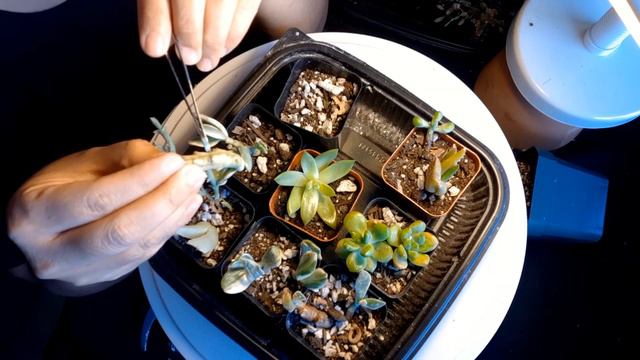 #29 SUCCULENT CUTTINGS UPDATE! TAGALOG Check Natin Kung May Roots Na Sila, At Papano Diligan