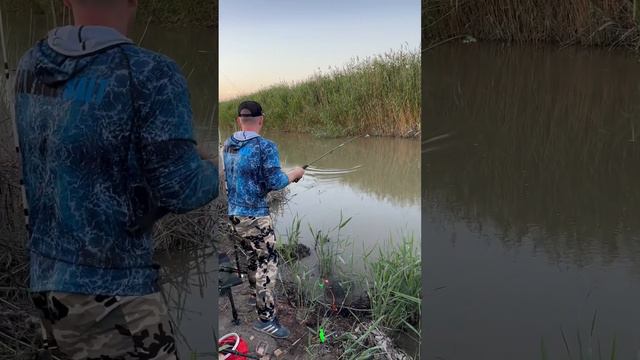 Рыбалка на сазана в Дагестане #рыбалка #дагестан #fishing смотреть онлайн