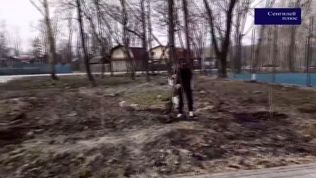 Посади и вырасти свое дерево смотреть онлайн