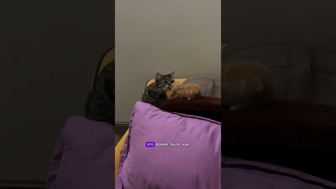 Спасли котенка  #котята #спасение #добро #животные #милота #коты #спасибо