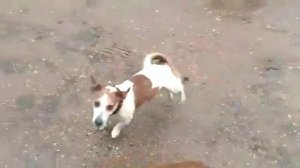 Собака взорвалась