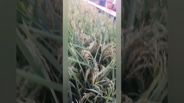 Infinito Fungicide | Bayer Infinito |Fluopicolide Propamocarb Hydrochloride @DiscoverAgriculture