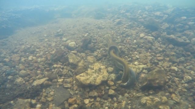 Минога в Воронежской области / Речная минога / Семидырка смотреть онлайн