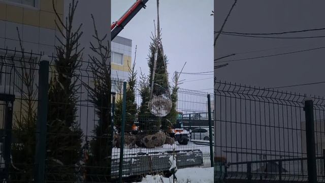 ЕЛКА #цветыворонеж #ландшафтныйдизайнворонеж #ель #пихта смотреть онлайн