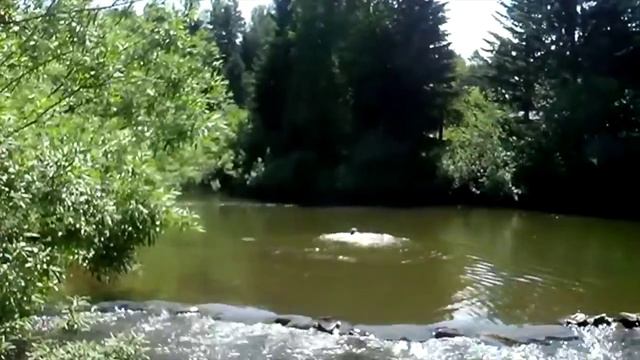 #SUMMERVLOG дача смотреть онлайн