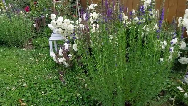 Троянда White Meidiland та гісоп лікарський смотреть онлайн