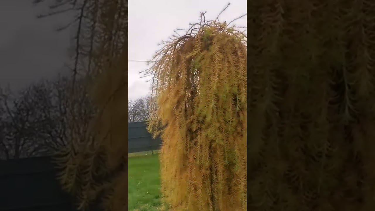 Лиственница японская Стифф Випер(Larix kaempferi Stiff Weeper)Золото Осени2023 смотреть онлайн