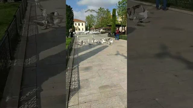 Martılar🕊️#İstanbul#Fatih camii#shortsvideo смотреть онлайн