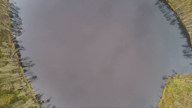 Едем на хутор Академика. Парк бобрового периода. Бобр нападает. смотреть онлайн