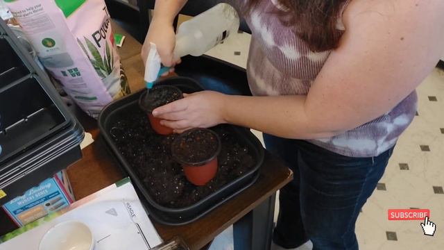 Planting Shampoo Ginger in Pots - Awapuhi Rhizomes смотреть онлайн